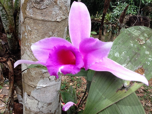 Yasuni Orchid